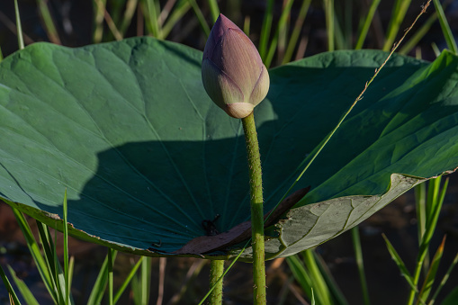 Luxury Golden Lotus Flower. 3D Rendering Illustration