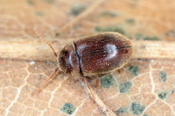 lasioderma serricorne, allgemein bekannt als zigarettenkäfer, zigarrenkäfer oder tabakkäfer, ist ein schädling von tabakkräutern und vielen anderen gelagerten - käfer stock-fotos und bilder