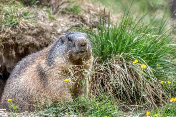 大きなかわいいふわふわアルパインマーモット(Marmota marmota)を接写 ストックフォト