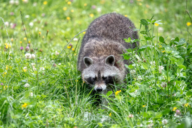 istock A closeup of a raccoon's (Procyon lotor) face 2002821490