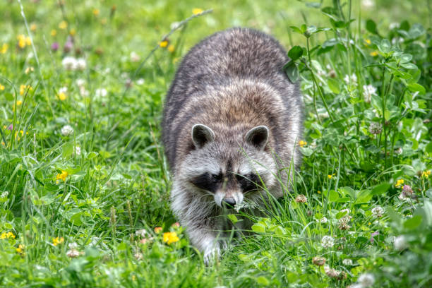 A closeup of a raccoon's (Procyon lotor) face. Human like expression on the animal face..