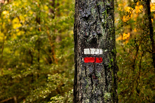 GR road marking mark on tree bark with autumn forest background