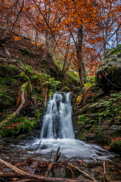 the source of life - treetop winding road light beam road stock-fotos und bilder