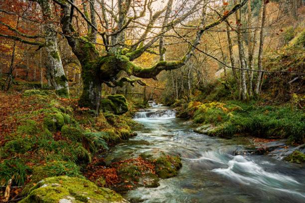 the master of the forest