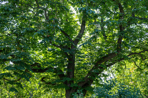 Park tree with lush green foliage. Branch with fresh leaf at forest in sunlight. Upper part of seasonal wild plant background. Under view