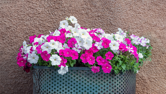 Petunia flower in blue grey woven plastic basket on brown stonewall background. Blooming violet seasonal plant with white and pink color.