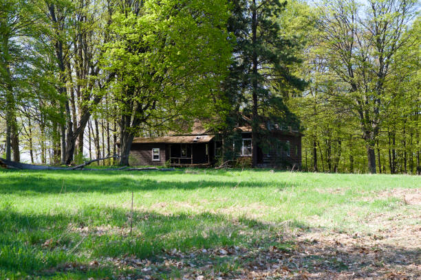 lonely house cabin in wood land forest environment space summer scenic view