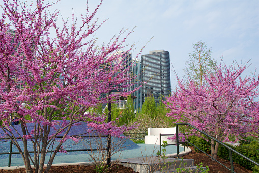 Chicago, Illinois, United States - May 11, 2018: Pink flowering cherry trees and cherry blossoms at Millennium Park in downtown Chicago.