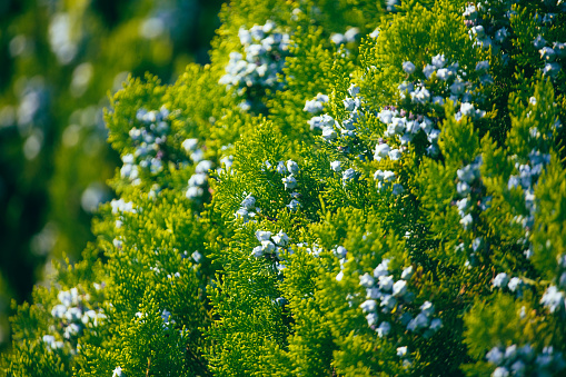Green coniferous plant thuja in nature as a background.