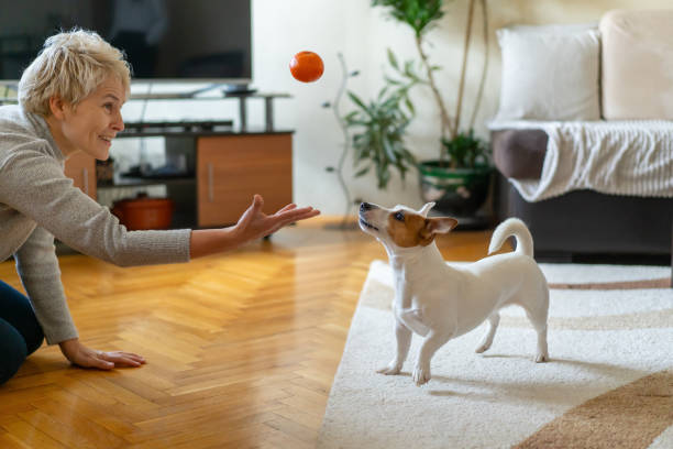 Woman is playing with her dog at home