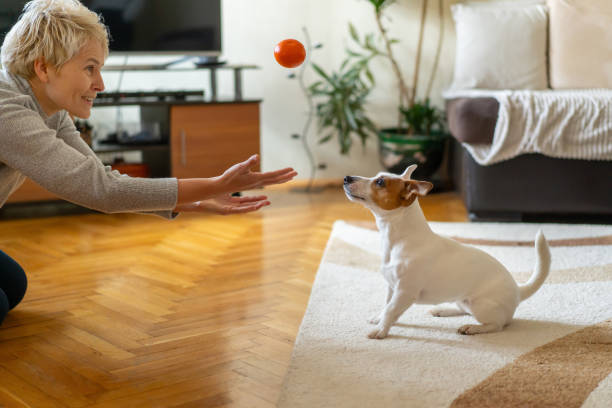 istock A Jack Russel Terrier is playing with its owner 2002878543