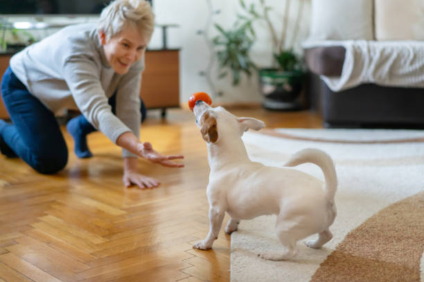 istock A young Jack Russel Terrier is playing with its female owner 2002879055