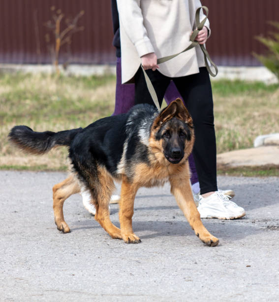 istock German shepherd dog on a walk with its master in the park 2002879132