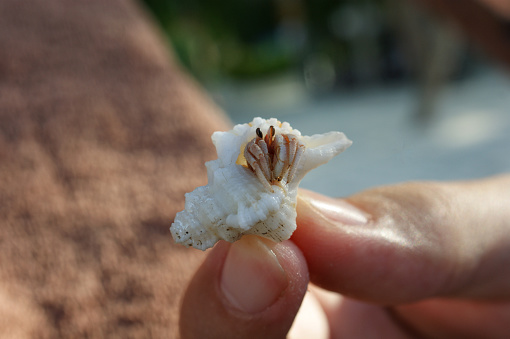 Close-up crab in a shell in hand