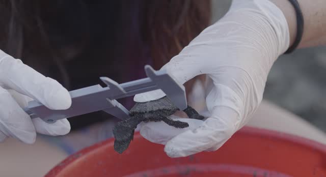 Marine conservationist measures a baby Carey sea turtle with micrometer CLOSE UP