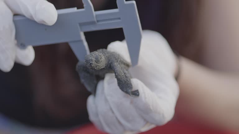 Marine biologist using a micrometer to measure baby Carey sea turtle carapace CLOSE UP