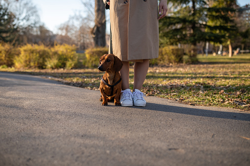 A mid adult Caucasian woman taking her pet dachshund for a walk in a local public park