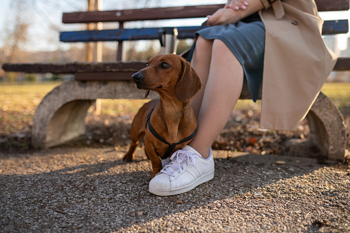A mid adult Caucasian woman and her pet dachshund resting after a walk in a public park