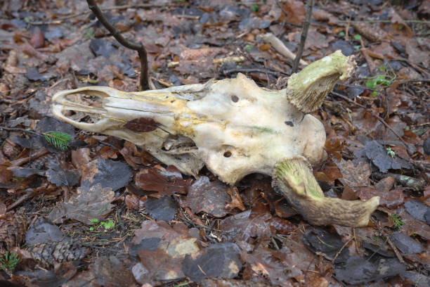 Close up photo of a deer skull on withered leaves, selective focus.