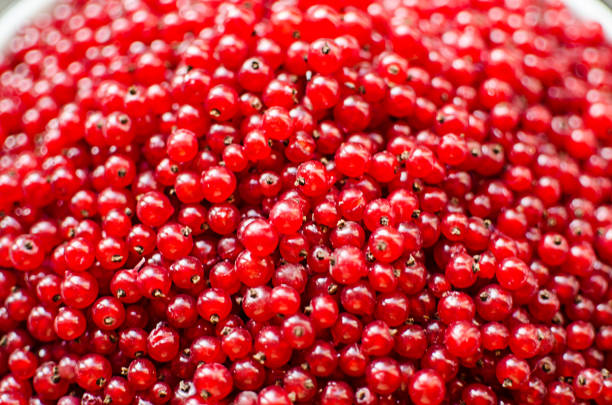 Ripe and juicy currant berries in summer for fresh juice for a good mood