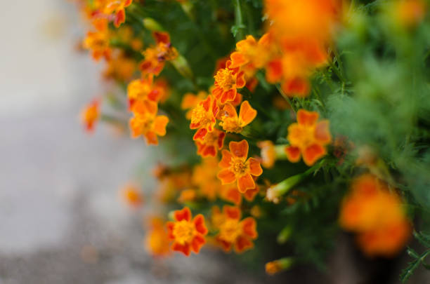 Beautiful marigolds bloom outdoors in summer