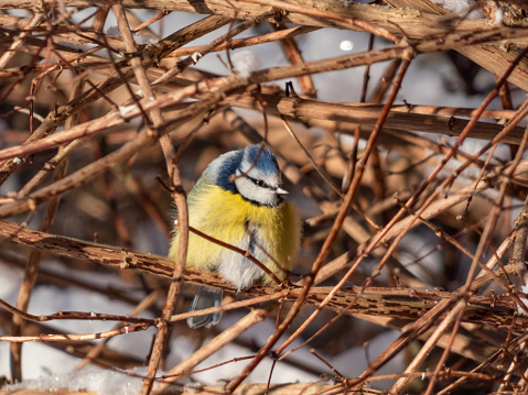 Close-up shot of Eurasian Blue Tit (Cyanistes caeruleus) sittting on a branch with blurred background in a park in winter