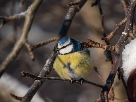 Close-up shot of Eurasian Blue Tit (Cyanistes caeruleus) sittting on a branch with blurred background in a park in winter