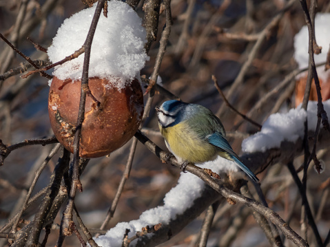 Close-up shot of Eurasian Blue Tit (Cyanistes caeruleus) sittting on a branch and eating an apple in a park in winter