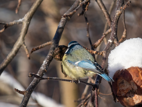 Bluetit in wintertime,Eifel,Germany.\nPlease see more similar pictures of my Portfolio.\nThank you!
