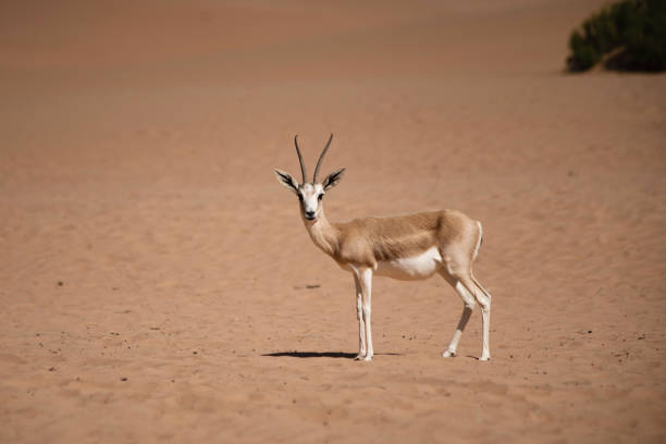Gazelle in the desert