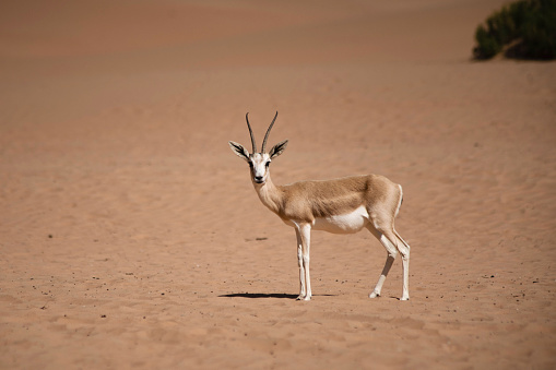 A single gazelle staring at the camera, in the desert
