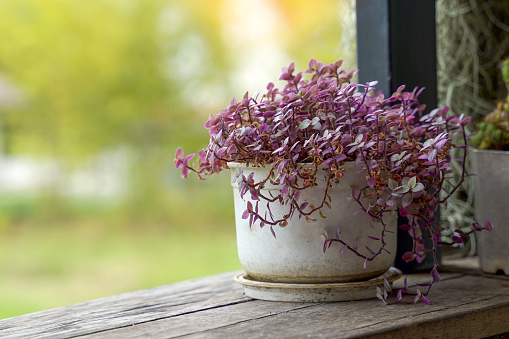 Creeping Basket Plant is a leafy plant with a succulent stem. Can branch and grow about 50-60 cm. The leaves are small oval in shape and come in many colors.