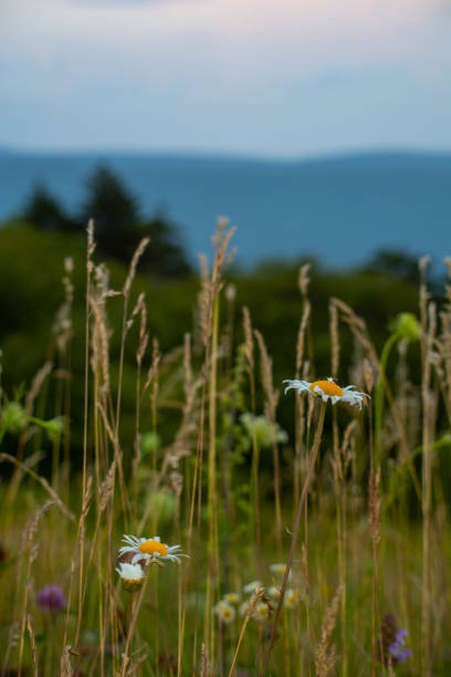 Wildflowers in the Appalachian Mountains