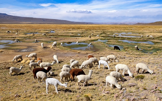 Chivay, Peru, November 9, 2021: View of a herd of alpacas grazing on a pasture in Peruvian Andes in the Arequipa region on a sunny day.