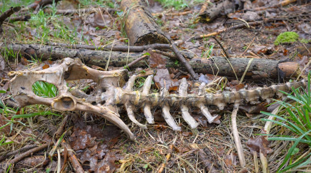 istock Close up photo of a deer skeleton in a forest, selective focus. 2002939159