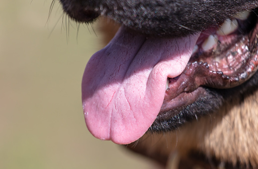 German shepherd dog tongue close-up. Shallow depth of field.