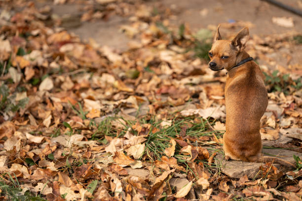 A chihuahua dog sitting on a backyard