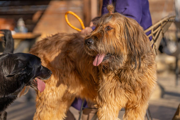 Two dogs of mixed breed relaxing on a backyard