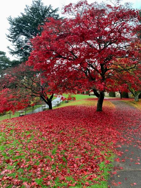 istock Autumn in a park, Manchester, UK 2002949180