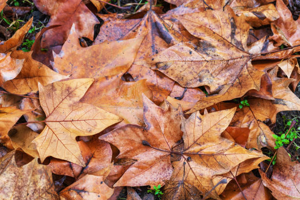 istock Brown dry Maple leaves fallen on the ground. 2002962889