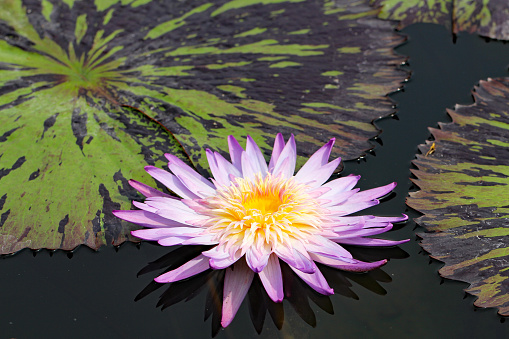 Pink colored water lily