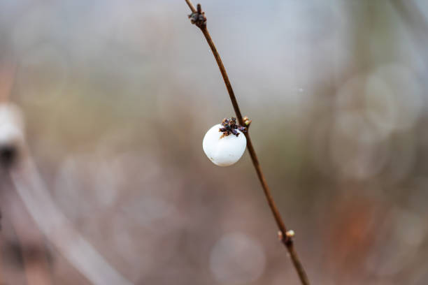 istock Pomeranian - Symphoricarpos albus shrub with white balls that burst. 2002964997