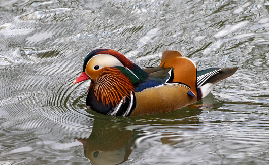 Mandarin duck (male) swimming around