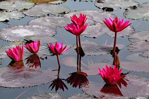 Pink colored water lily