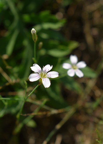 Close-up of white tunicflower (Petrorhagia saxifraga) blooming in the wild. Drôme, France.