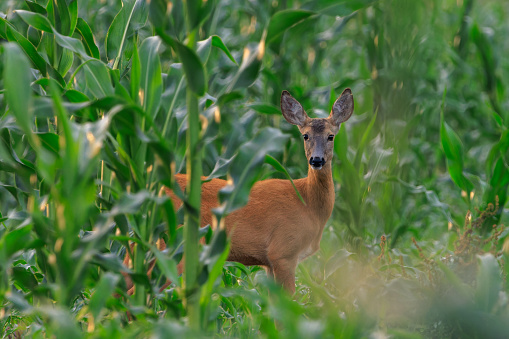 Roe deer (capreolus capreolus) in corn field