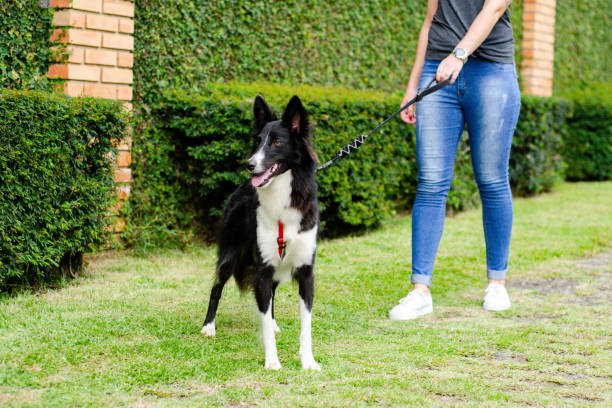 Border collie walking on the city street with its owner.