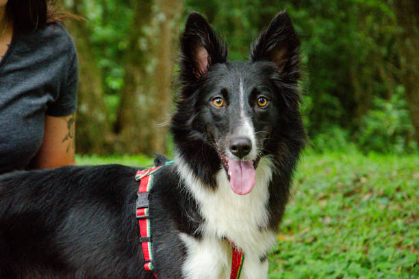 Border collie walking on the city street with its owner.