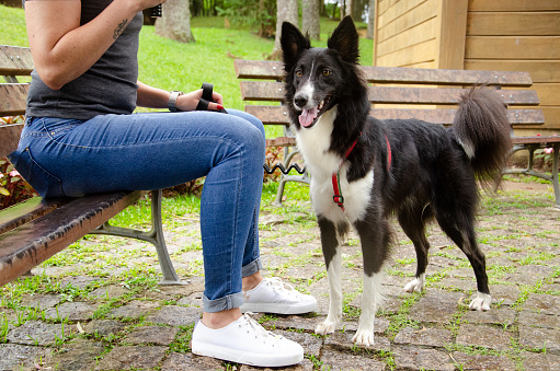 Border collie walking in the city park with its owner.