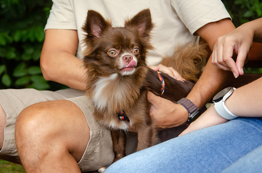 Chihuahua walking in the park with his owner